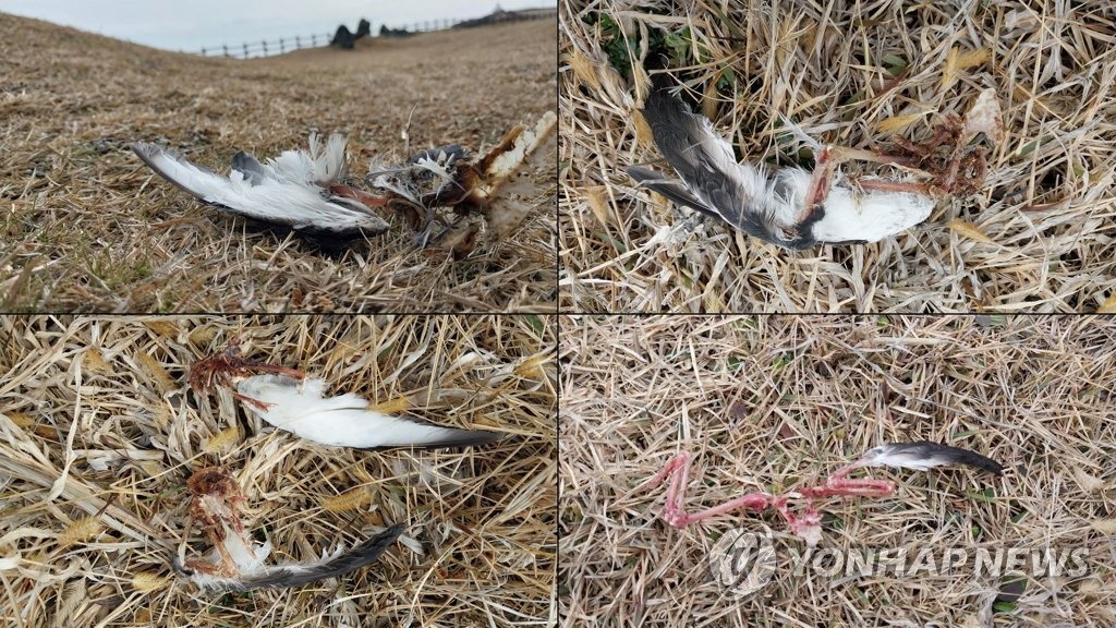 먼길 온 뿔쇠오리 4마리 사체로 발견…"마라도 길고양이 공격"