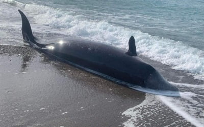 튀르키예 인근 섬에서 숨진 고래 잇따라 발견…강진 여파?