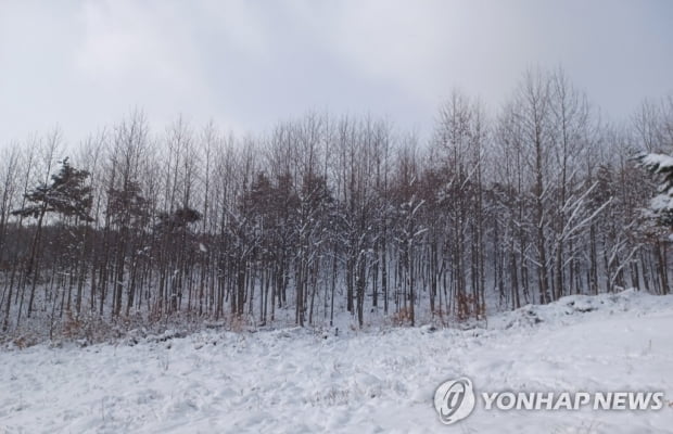 강원 영동·경북 동해안 대설특보…저녁까지 눈