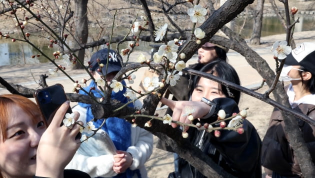 [포토]봄소식 전하는 청계천 매화