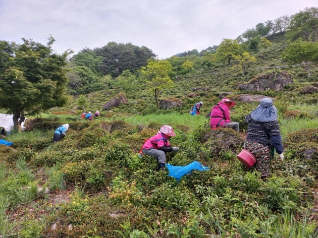 이상기후·일손부족에 녹차밭이 사라진다...켜지는 식량자급 경고등 [한경제의 신선한 경제]