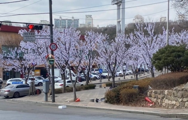 앙상한 가로수 가지에 태극기가 가득 걸려 있다. / 사진=온라인 커뮤니티