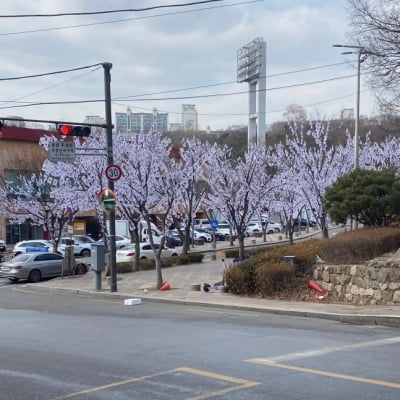 "벚꽃 핀 줄"…사람들 놀라게 한 용산 '꽃나무'의 비밀