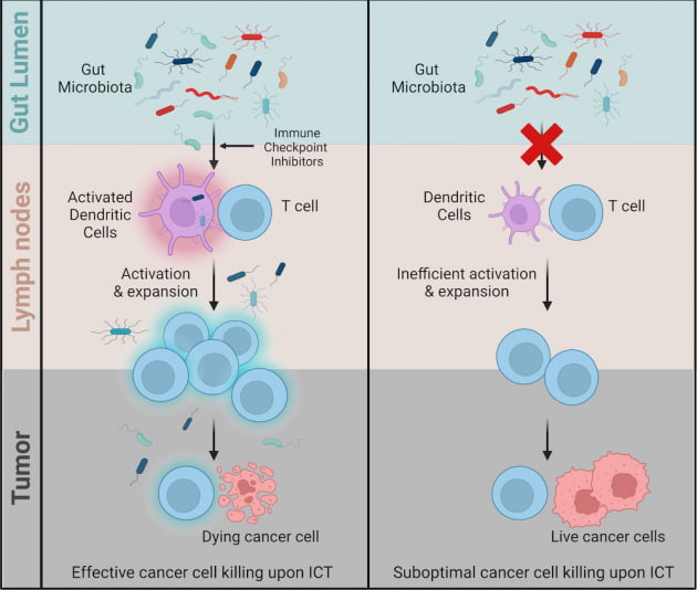 면역항암제 투여하면 장속 미생물이 암까지 이동…면역촉진 효과 규명