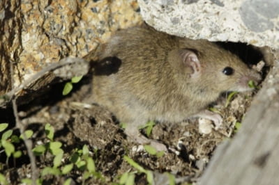 美 뉴욕서 '쥐' 코로나19 변이 감염 확인…인간 전파 가능성은?