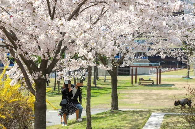 인천 송도센트럴파크 벚꽃. /사진=네이버 블로그 '라쎄' 갈무리