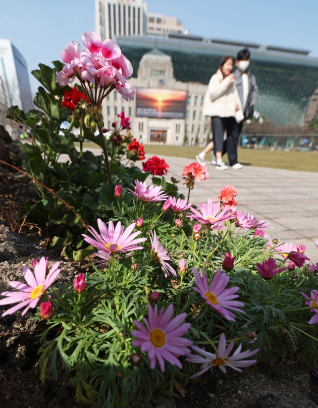 [포토] 봄 단장 마친 서울광장