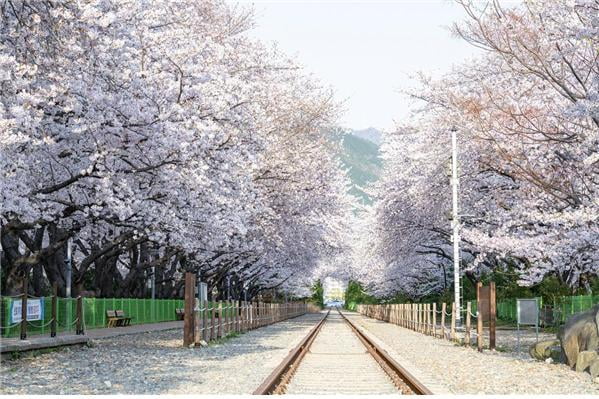 4년만의 벚꽃 향연 '진해군항제' 개막