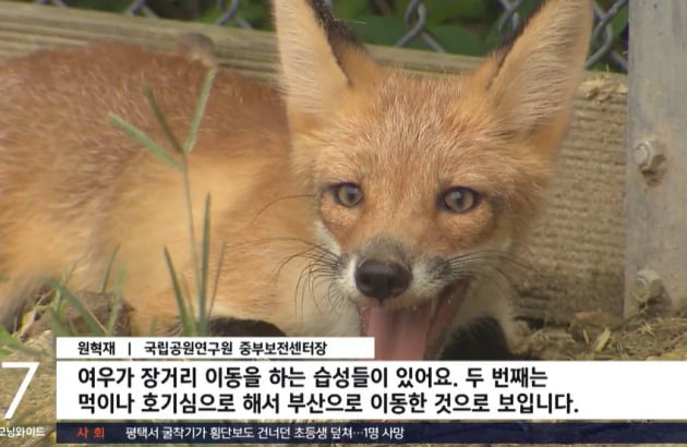 여우가 활짝 웃는 모습. /사진=SBS 보도화면 캡처