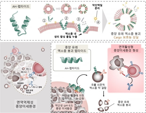 종양 유래 엑소좀 붕괴 펩타이드(AH-D-펩타이드)와 aPD-1 항체 치료 개념도