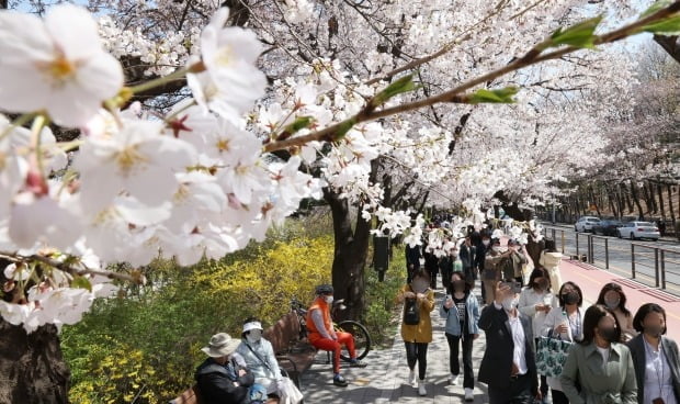 시민들이 서울 벚꽃나무 길을 걷고 있다./사진=김범준 한국경제신문 기자