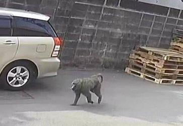 얼룩말 '세로'와 비교되는 개코원숭이 사태…대만 '발칵'