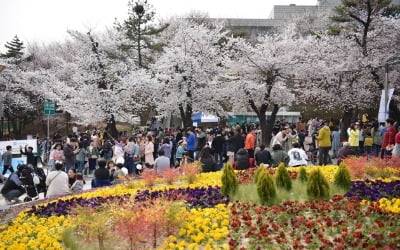 카지노 잭팟, 옛 '팔달 청사'에서 봄꽃 축제 연다