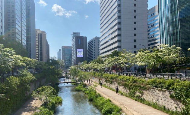 서울시 종로구 청계천의 이팝나무길. 산림청 제공