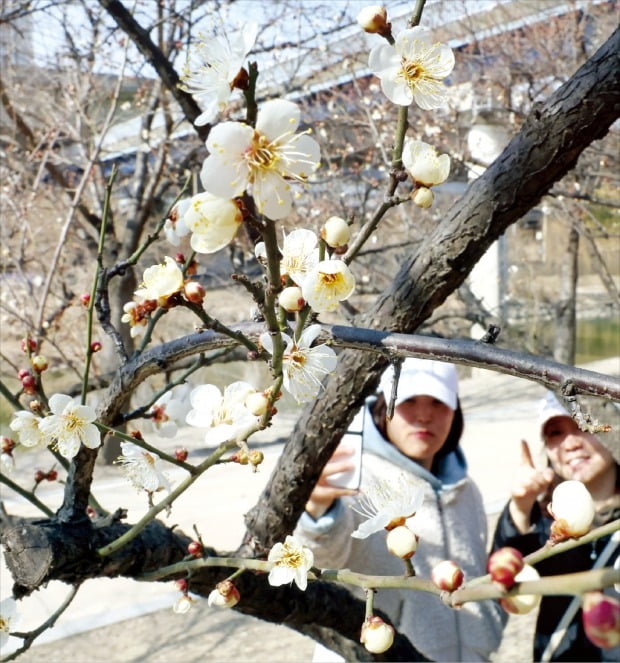 [포토] 청계천에 활짝 핀 매화 