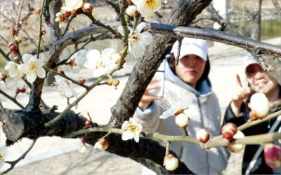 [포토] 청계천에 활짝 핀 매화