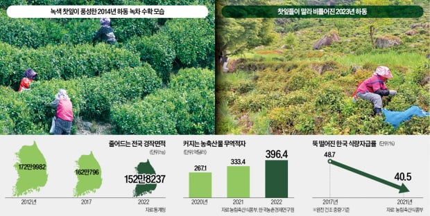 "일손 못구해 농사 포기"…국내 녹차밭 30%·고추밭 절반이 증발