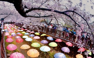 '벚꽃으로 여는 새로운 세상'…진해군항제, 봄의 서막 알린다