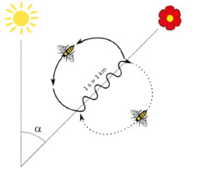 [그림3] 8자춤에서 직선으로 이동한 방향은 태양을 기준으로 목적지가 어느 방향에 있는지를 나타내며, 직선으로 이동한 시간은 목적지까지의 거리를 나타낸다. 예를 들어 직선으로 이동한 시간이 1초면 목적지까지의 거리는 약 1㎞다.
 
