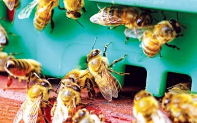 [과학과 놀자] 춤·날갯소리 등으로 꿀의 종류·방향·위치 알려줘