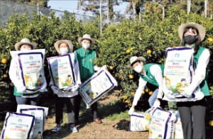 스타벅스코리아는 커피찌꺼기를 퇴비화해 제주 한라봉 농가에 기부하고 있다.  스타벅스코리아 제공 