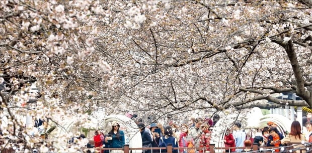[포토] 세계 최대 벚꽃 축제, 진해에 구경오세요 