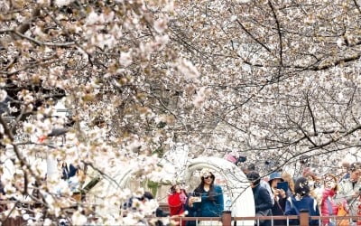 [포토] 세계 최대 벚꽃 축제, 진해에 구경오세요 