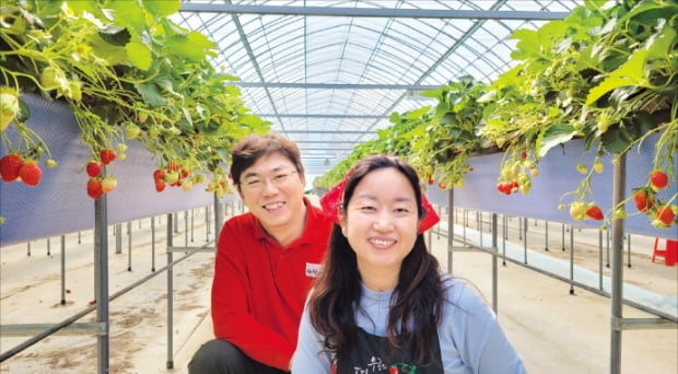 박홍희·곽연미 우공의딸기 대표가 딸기를 수확하고 있다.  오경묵 기자
 