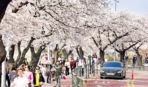 [포토] 4일부터 여의도 벚꽃 축제