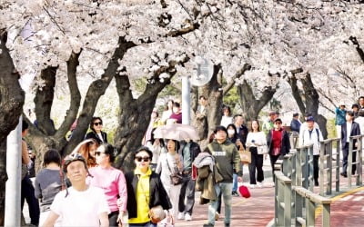 [포토] 4일부터 여의도 카지노 양상수 축제