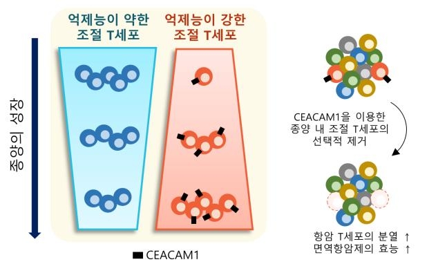 KAIST, 표적단백질 '시캠1' 발굴…새로운 암 면역치료법 제시