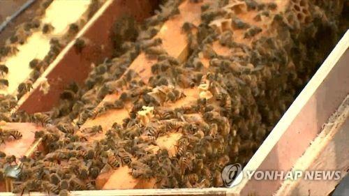 '꿀벌 폐사 막아라'…강원도, 방제약품·기술 지원