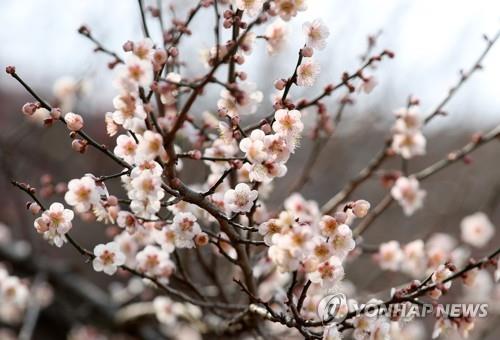 꽃과 나무…책으로 읽어보는 봄이 오는 소리