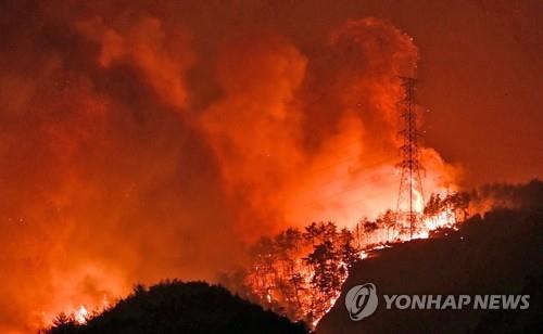 삼척 산불 피해지 367㏊, 내년까지 복구 조림