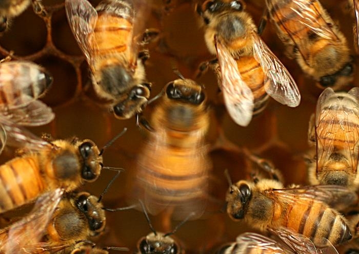 동료에게 꿀 정보 알려주는 '8자 춤'은 사회적 학습 결과