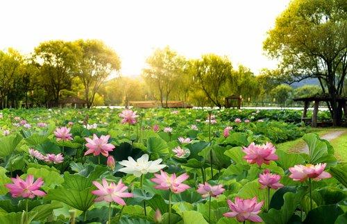 부여서동연꽃축제, 7월 13∼16일 서동공원서 열려
