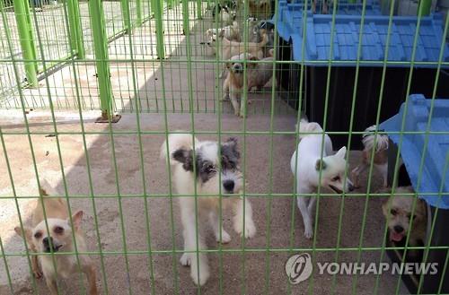 [속초소식] 유기동물 임시 보호 사업 추진