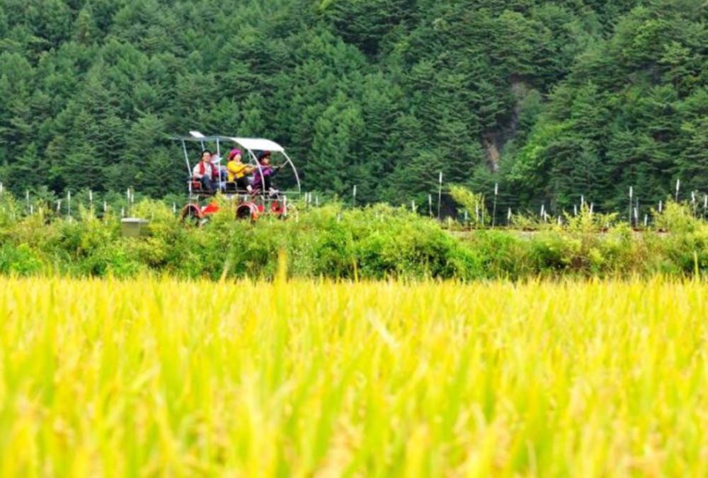 국민고향 정선군, 디지털 관광주민증 사업 선정