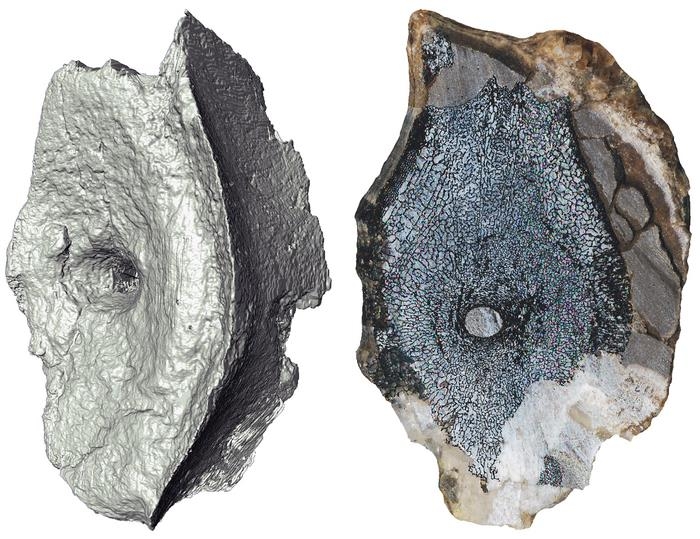 북극 오지서 공룡시대 이전 바다 적응한 '최고' 어룡화석 발굴