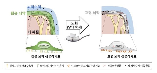 KAIST "나이 들면 뇌막에 당 쌓여 뇌기능 방해…질환 유발"