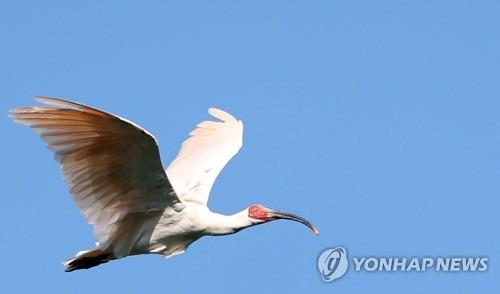 창녕 따오기 올해 첫 산란…올해 60마리 인공부화 기대