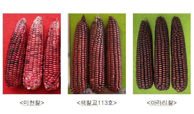 강원농업기술원, 자체 개발 '칼라찰옥수수' 특화단지 시범 조성