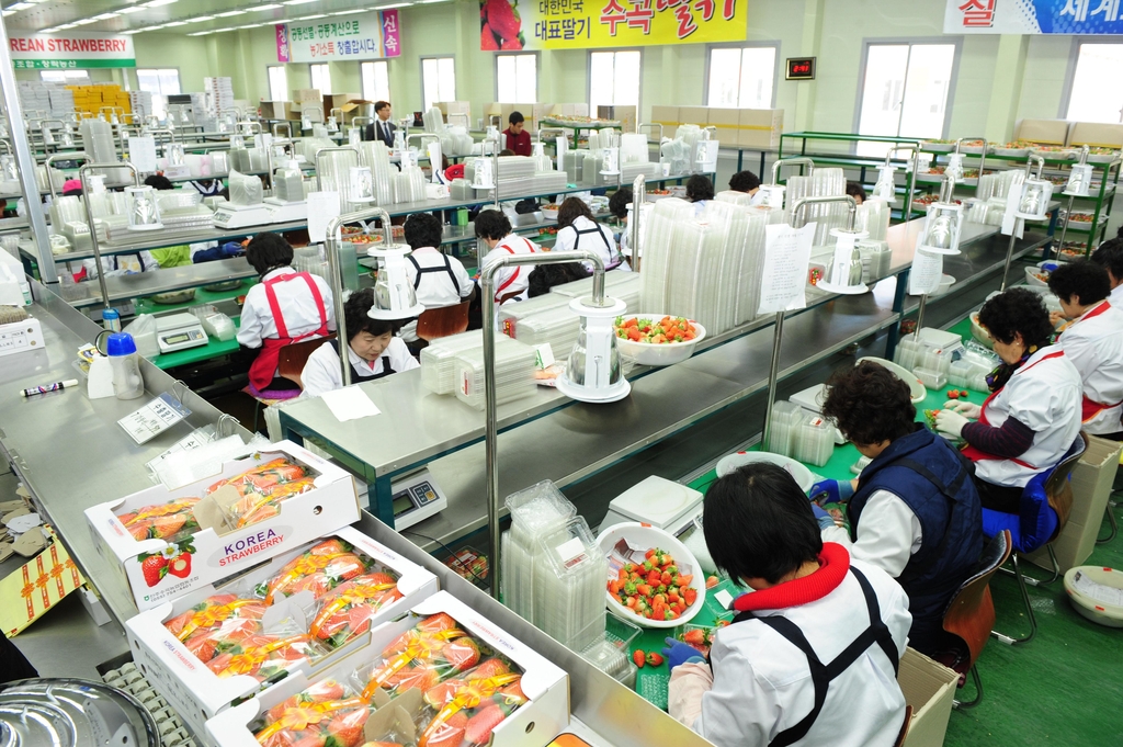 [다시 뛰는 경남농업] ④ 세계인 입맛 사로잡은 '진주 딸기'