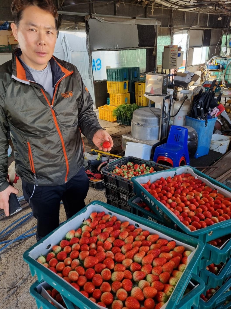 [다시 뛰는 경남농업] ④ 세계인 입맛 사로잡은 '진주 딸기'