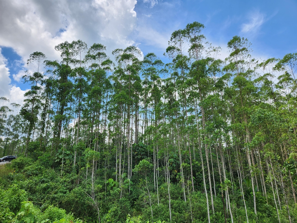 [르포] 열대우림속 서울 4배 크기 신수도…인도네시아 누산타라를 가다