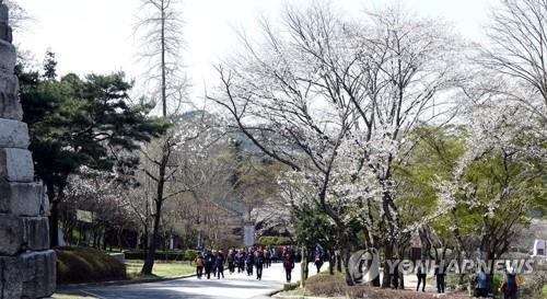 '꽃구경하며 햇감자 먹고 보리밭 밟고'…김제시 봄 축제 풍성