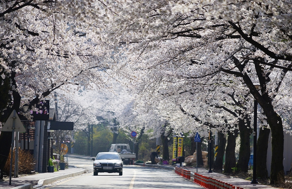 "꽃구경 오세요" 계룡산 벚꽃축제 다음 달 7일 열려