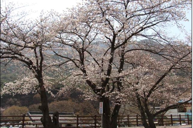 국립공원 계룡산 벚꽃 군락 단지 개화…지난해보다 12일 빨라