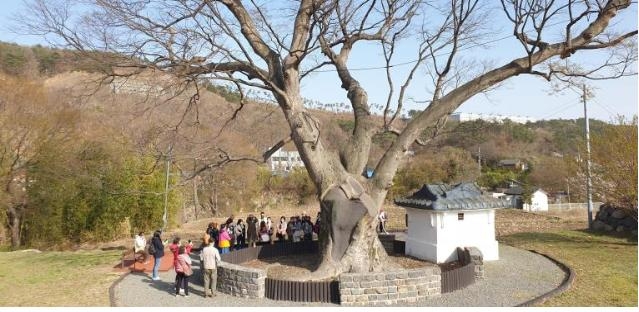 [현장in] 대만 단체관광객이 '장안 밀레니엄 나무' 찾은 이유는