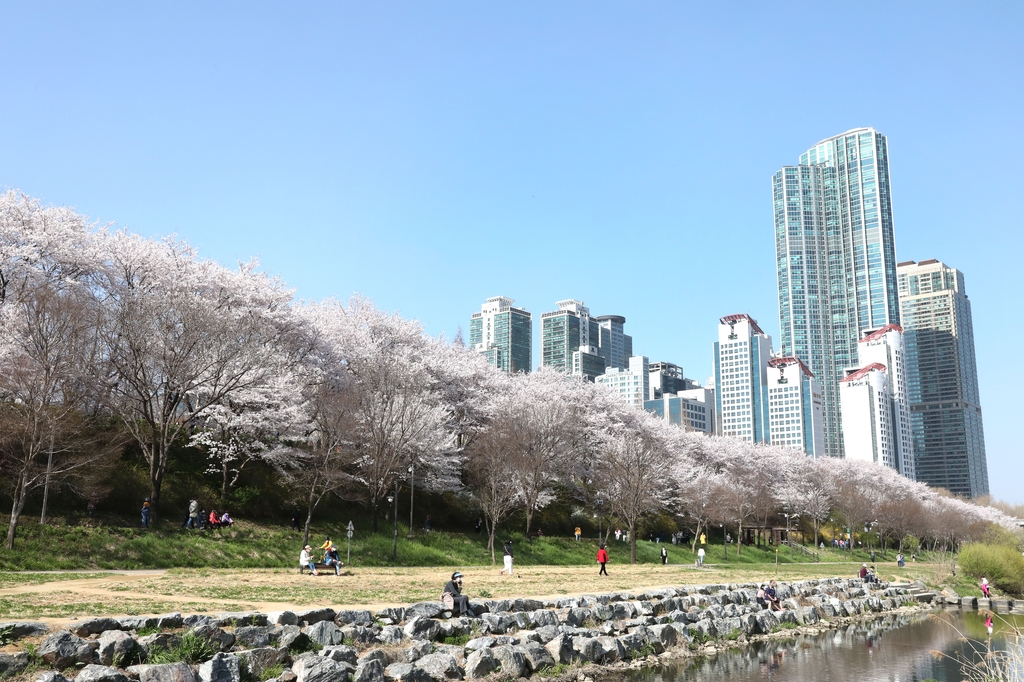 양재천 등 강남구 곳곳서 내달 초 벚꽃 축제